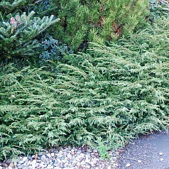 Можжевельник обыкновенный 'Грин Карпет' Можжевельник обыкновенный 'Грин Карпет'