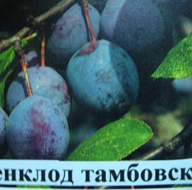 Слива 'Ренклод Тамбовский'