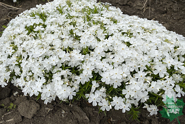 Флокс шиловидный 'Вайт Делайт'