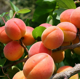 Абрикос 'Новоспасский'