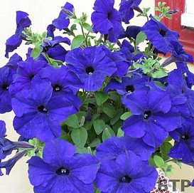 Петуния (сурфиния) гибридная 'Фалкон Блю' (синяя)