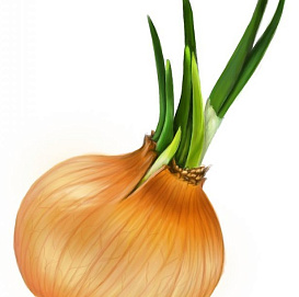 Семена Лук репчатый