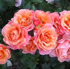 Роза 'Мари Кюри' (флорибунда, шраб) (абрикосовая)