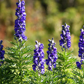 Аконит (борец)