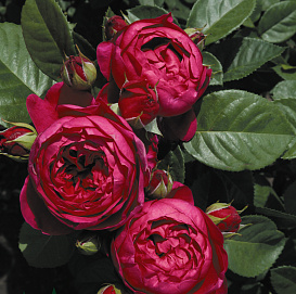 Роза 'Аскот' (парковая, чайно-гибридная) (бордовая)