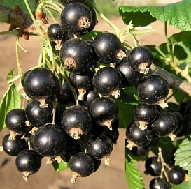 Смородина черная 'Татьянин день'
