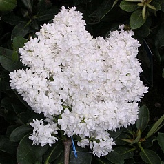 Сирень обыкновенная 'Сувенир Алисы Хардинг' (белая)