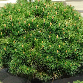 Сосна черная 'Брепо'