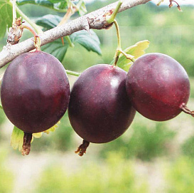 Крыжовник 'Финик'