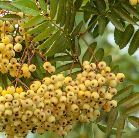 Рябина обыкновенная 'Джозеф Рок'