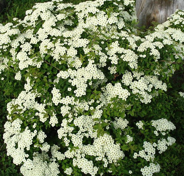 Спирея ниппонская 'Джун Брайд'