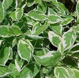 Дерен белый 'Айвори Хало'