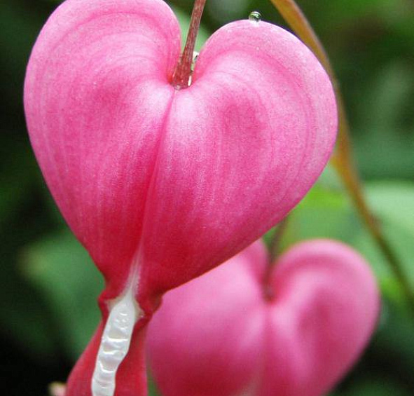 Дицентра великолепная