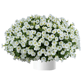 Петуния (сурфиния) гибридная 'Потуния Плюс Уайт' (белый)