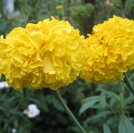 Тагетес (бархатцы) прямостоячий 'Мери Хелен' (желтый махровый)