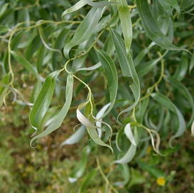 Ива гибридная (извилистая) 'Свердловская извилистая 2'