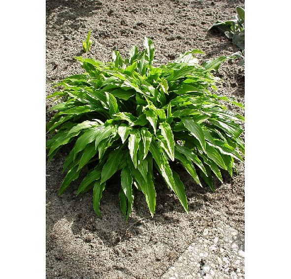 Хоста гибридная (вздутая, волнистая) 'Грин Бэг'