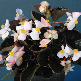 Бегония изящная 'Эрика Бронз Биколор' (белая с розовой каймой, темн. лист)