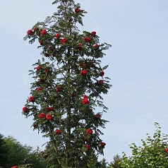 Рябина обыкновенная 'Фастигиата' Рябина обыкновенная 'Фастигиата'