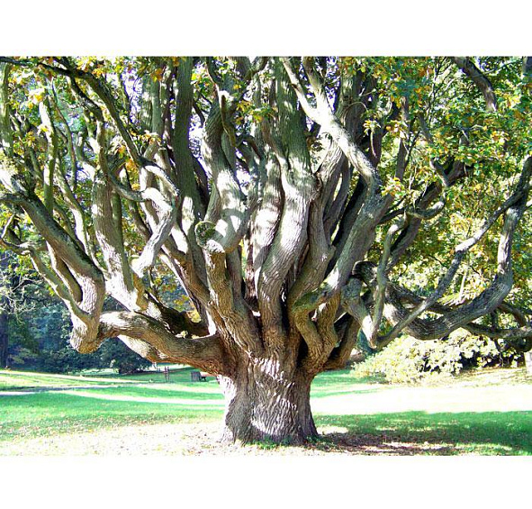 Дуб черешчатый 'Фастигиата'