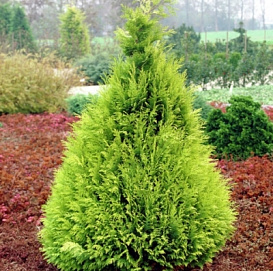 Кипарисовик Лавсона 'Стардаст'