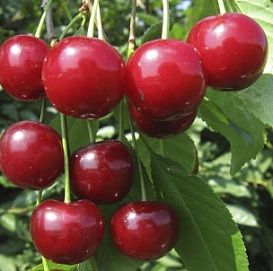 Дюк 'Саратовская малышка'