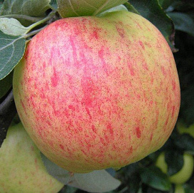 Яблоня домашняя 'Яблочный Спас'