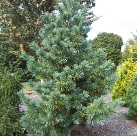 Кедр корейский 'Силверей'