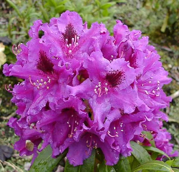 Рододендрон гибридный 'Азурро' (лиловый)