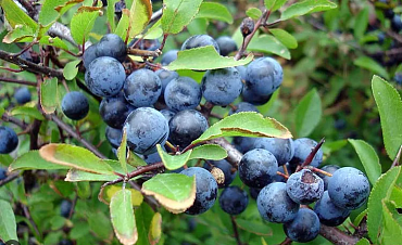 Слива колючая (терн)