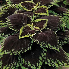 Колеус Блюма 'Конг Скарлет' (темно-красный с зелеными краями)