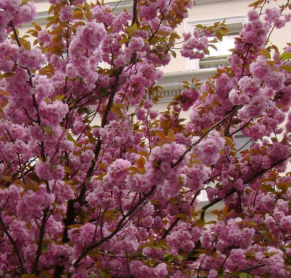 Вишня железистая 'Розеа Плена'