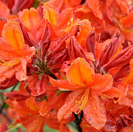 Рододендрон желтый (азалия) 'Сани бой' (оранжевый)