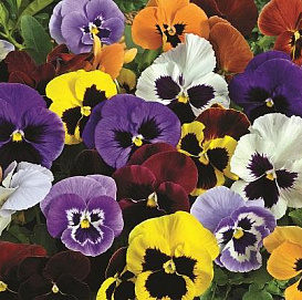 Виола Виттрока 'Инспайр' (микс)