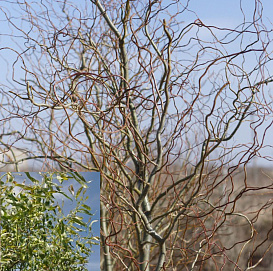 Ива гибридная (извилистая) 'Уральская'