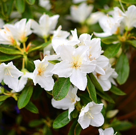 Рододендрон японский (азалия) (белый)