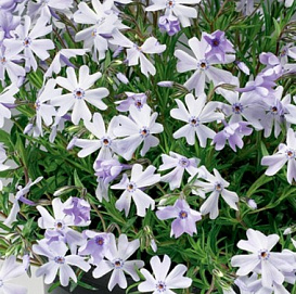 Флокс шиловидный 'Оакингтон Блю Айс'