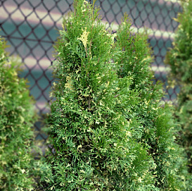 Туя западная 'Смарагд Вариегата'