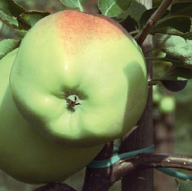 Яблоня домашняя 'Мартовское'