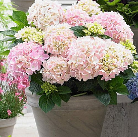 Гортензия крупнолистная 'Софт пинк Сальса'