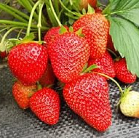 Земляника (клубника) 'Вима Рима'