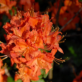 Рододендрон желтый (азалия) 'Паркфайер' (красные)