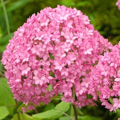 Гортензия древовидная 'Белла Анна'