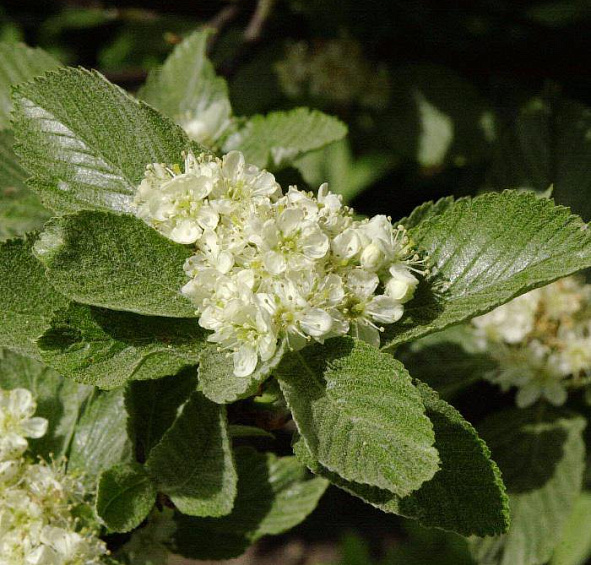 Рябина мучнистая 'Магнифика'