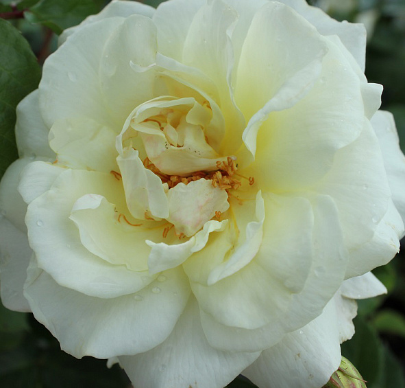 Роза 'Лемон Романтика' (флорибунда) (белая)