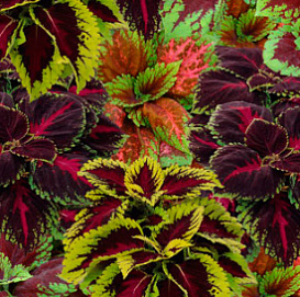 Колеус Блюма 'Конг' (смесь)