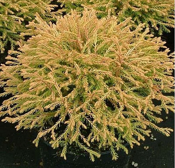 Туя западная 'Голден Таффет'