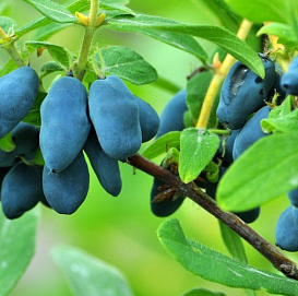 Жимолость съедобная 'Восторг'