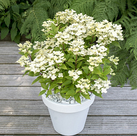 Гортензия метельчатая 'Коттон Крем'