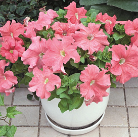 Петуния (сурфиния) гибридная  'Дримс Пинк' (светло-розовая)